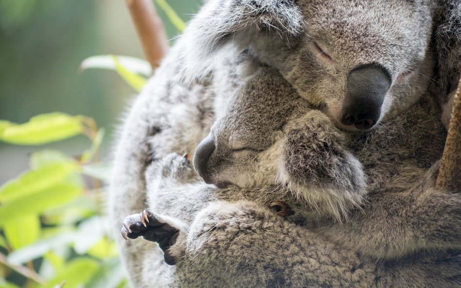 Misie koala bez chlamydii uratują cały gatunek?