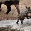 Tapir