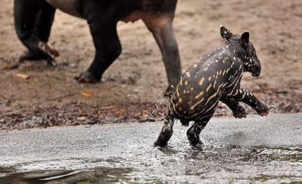 Tapir