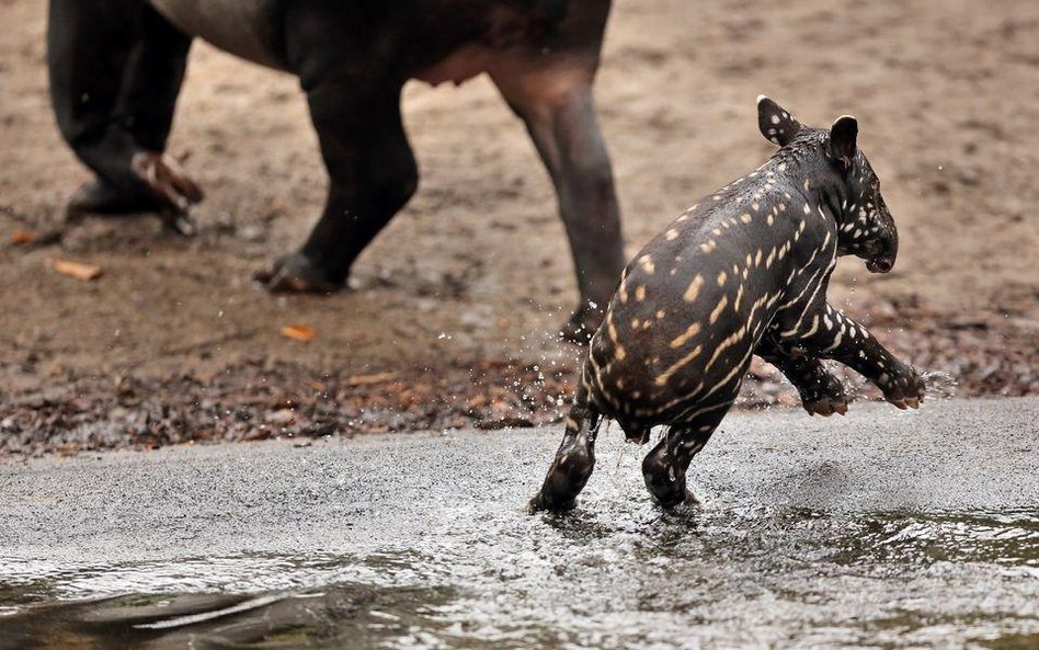 Tapir