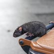 Szczury bardziej agresywne podczas pandemii. Eksperci ostrzegają