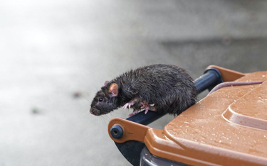 Szczury bardziej agresywne podczas pandemii. Eksperci ostrzegają