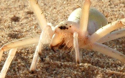 Ten pająk ucieka turlając się po piasku.