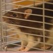 Jeden z tysiąca szczurów czekających na adopcję