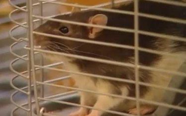 Jeden z tysiąca szczurów czekających na adopcję