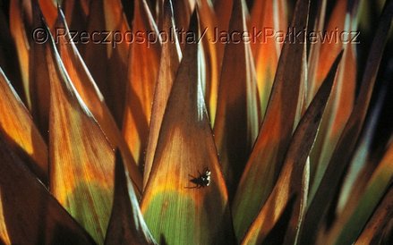 Orectanthe sceptrumm, podobny do różyczki górskiej