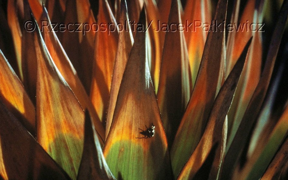 Orectanthe sceptrumm, podobny do różyczki górskiej