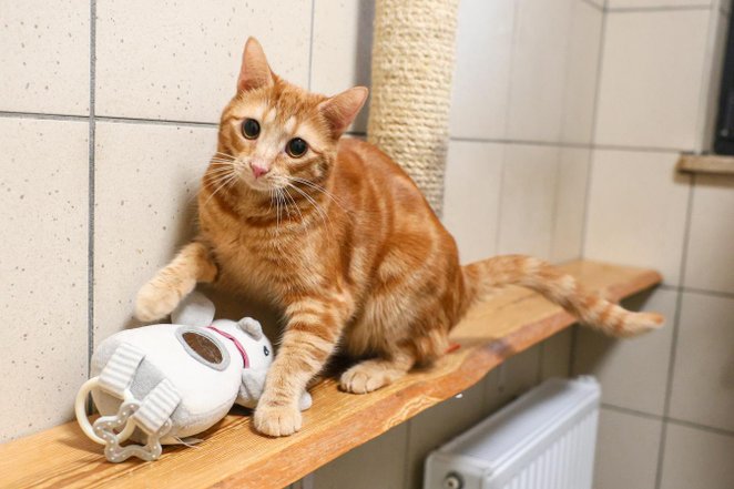 Szacuje się, że w Warszawie żyje około 28 tysięcy wolno żyjących kotów