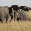Zimbabwe: Słonie stratowały turystkę z Niemiec
