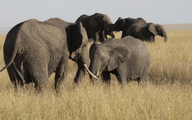 Malawi: Brytyjski żołnierz zabity przez słonia