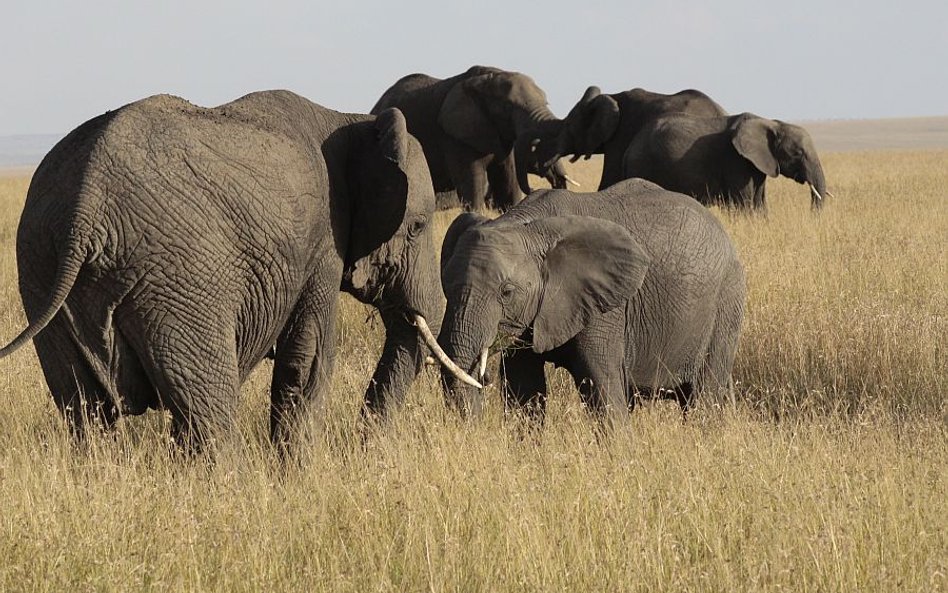 Zimbabwe: Słonie stratowały turystkę z Niemiec
