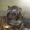 Ostrożny optymizm w poznańskim zoo. Gogh zdrowieje