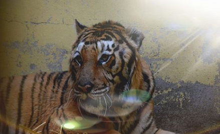 Ostrożny optymizm w poznańskim zoo. Gogh zdrowieje