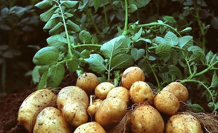 Ziemniak GMO zakwitnie w Europie