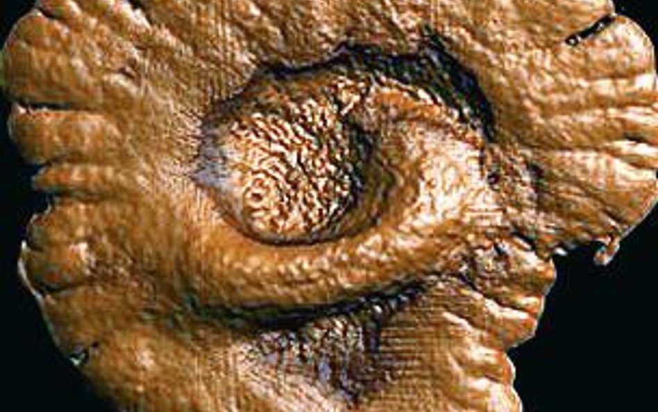 Takie organizmy żyły ponad 2 miliardy lat temu