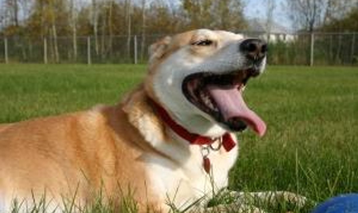 собака часто дышит с открытым ртом в состоянии покоя. собака нахлебалась воды. слюнявый пес. собака дышит. пальпация щенков у собаки.