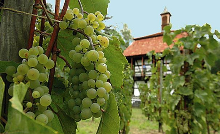 Winnica Pod Zieloną Górą