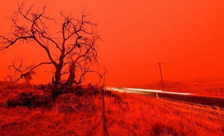 W pożarach w Australii zginęło ponad 20 osób i spłonęło pół miliarda zwierząt.