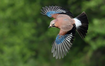 W miejskich parkach żyją sójki - ale chyba żaden spacerowicz „w naturze” tak jej nie zobaczy.