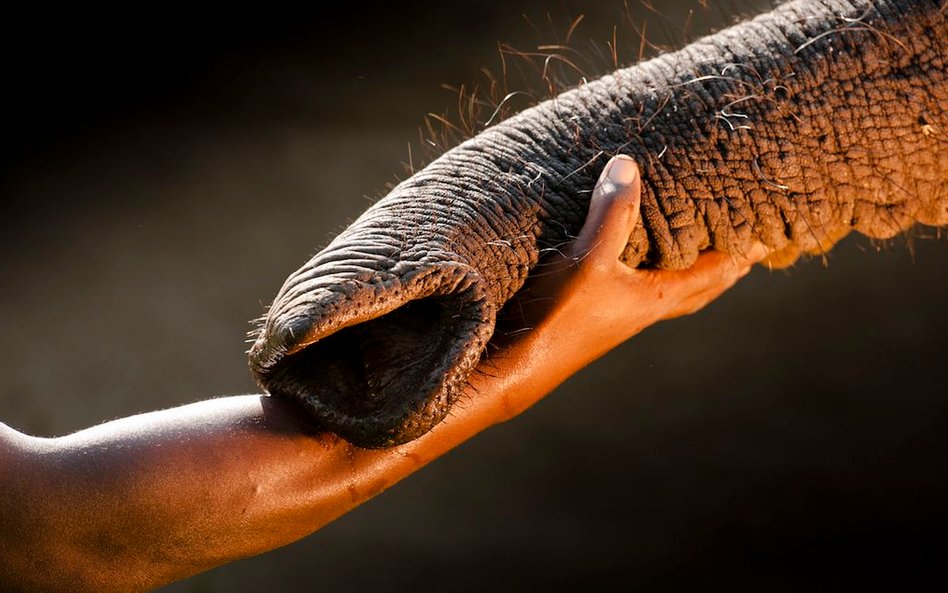 Mężczyzna z osieroconym słoniem w Abu Camp w Botswanie. Słonie są tam wychowywane do dojrzałości, a 