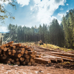 Przedsiębiorcy zarzucają Lasom że nawet w kryzysie chcą się odkuć na drewnie