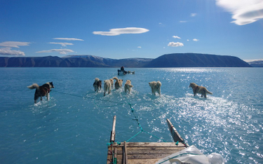 Jak topnieje Grenlandia. Psy spacerujące po wodzie
