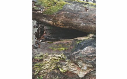 Axel Braun, Dąb Stanisław August  Poniatowski, Białowieża, studium przypadku  "Szkodliwe ingerencje"