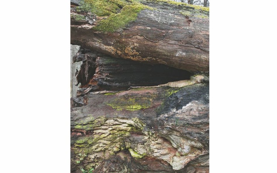 Axel Braun, Dąb Stanisław August  Poniatowski, Białowieża, studium przypadku  "Szkodliwe ingerencje"