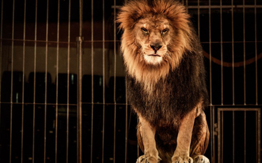 Walia: Koniec z dzikimi zwierzętami w cyrkach?