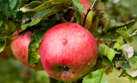 Udany kwartał Organic Farma Zdrowia
