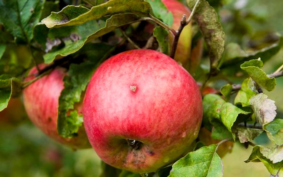 Udany kwartał Organic Farma Zdrowia