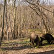 Koszty odłowu dzików