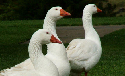 Chińskie foie gras