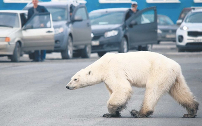 Stereotyp o Rosji mówiący, że to kraj, w którym niedźwiedzie chodzą po ulicach, kryje w sobie sporo 