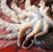 Ośmiornice zdaniem miłośników surowej żywności najlepiej smakują kilka sekund po uśmierceniu