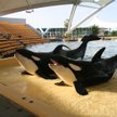 Thomas Cook zrywa współpracę z SeaWorld. Klienci skarżyli się na "nieetyczne atrakcje"