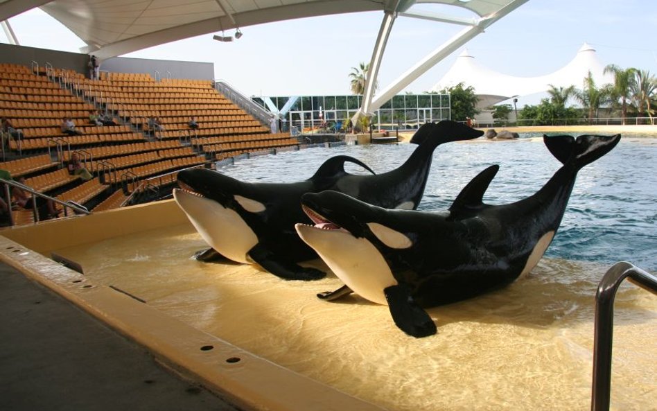 Thomas Cook zrywa współpracę z SeaWorld. Klienci skarżyli się na "nieetyczne atrakcje"