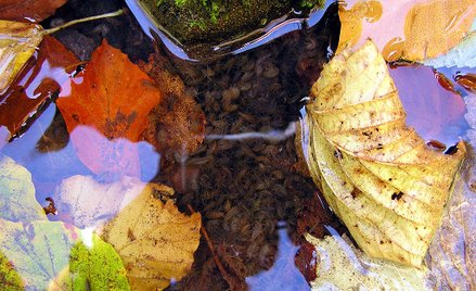 Wielka Brytania: Krewetki z Suffolk mają kokainę w organizmach