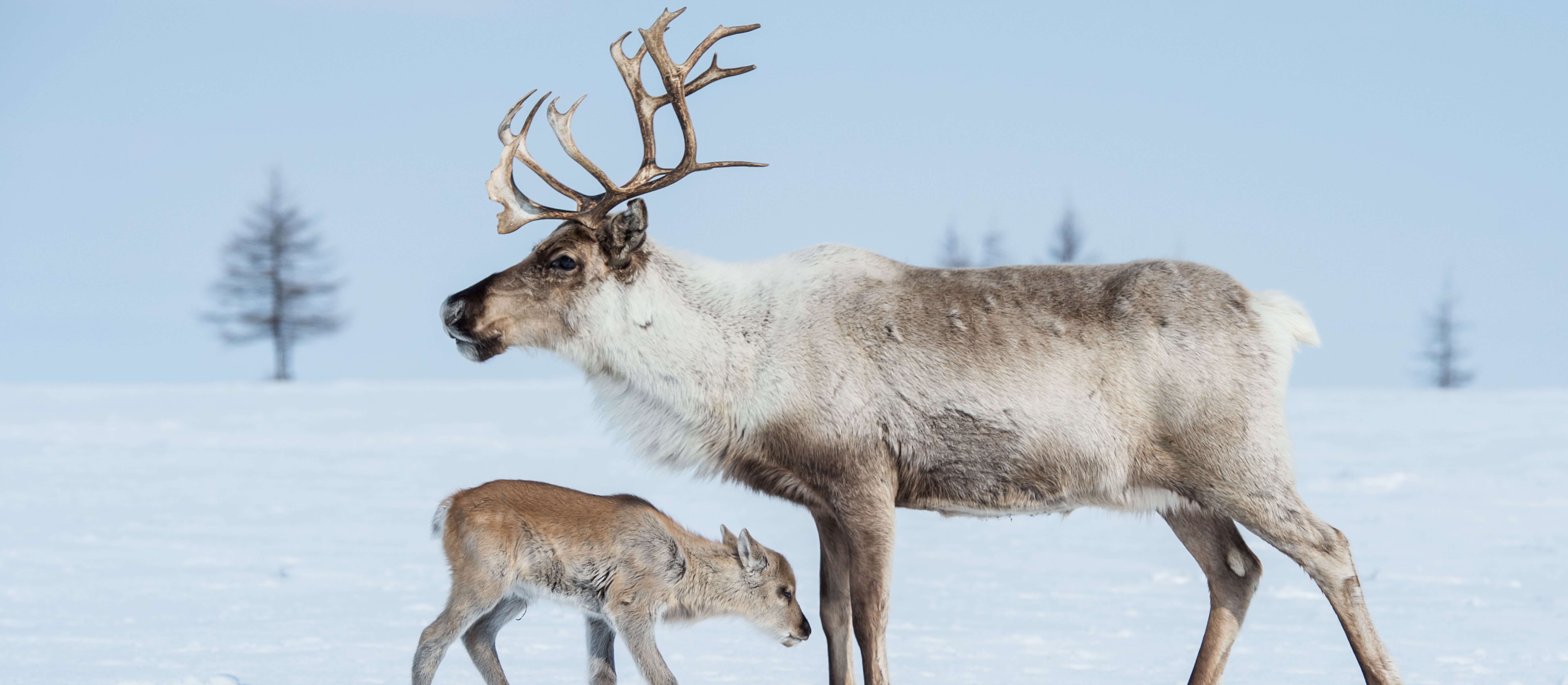 Samice tego gatunku mają poroże. Już wiadomo dlaczego. Zaskakująca funkcja