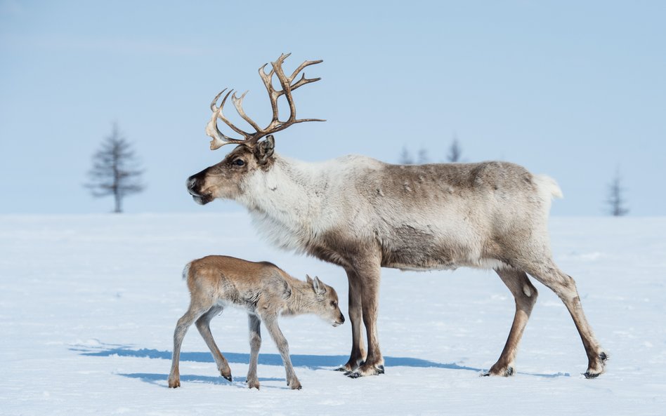 Samice karibu obgryzają zrzucone poroża, aby uzupełnić minerały