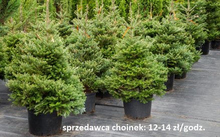Pakowanie choinek - 12-14 zł za godzinę