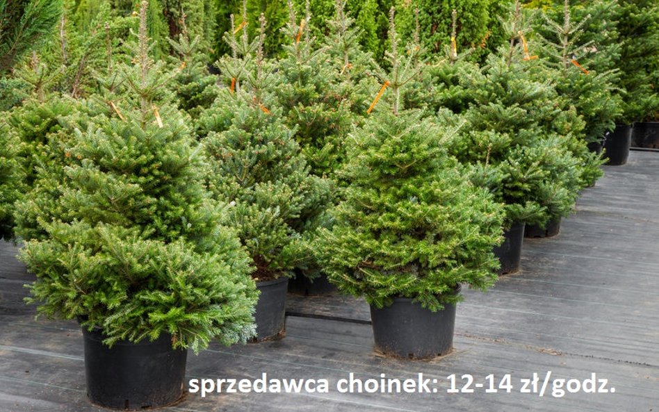 Pakowanie choinek - 12-14 zł za godzinę