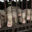 Pół globu boryka się ze świńską zarazą