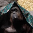 Sandra, orangutan z ogrodu zoologicznego w Buenos Aires
