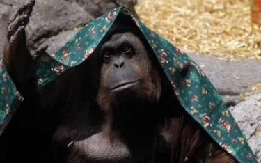 Sandra, orangutan z ogrodu zoologicznego w Buenos Aires