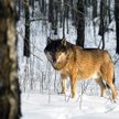 Zimą łatwiej wytropić w lesie wilka – zostawia charakterystyczne tropy, często przy drogach
