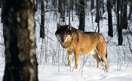 Zimą łatwiej wytropić w lesie wilka – zostawia charakterystyczne tropy, często przy drogach