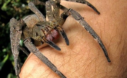 Wałęsak brazylijski. Fot. Jo?o P. Burini