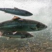 Awaryjny transport łososi. Ciężarówkami do Oceanu Spokojnego