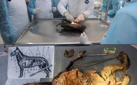 Zwierzę zginęło, gdy nad rzeką osunęła się ziemia – zwały gęstego błota